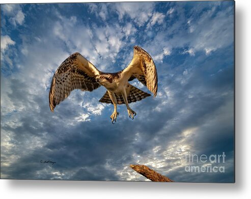 Ospreys Metal Print featuring the photograph Time To Fly TWO by DB Hayes