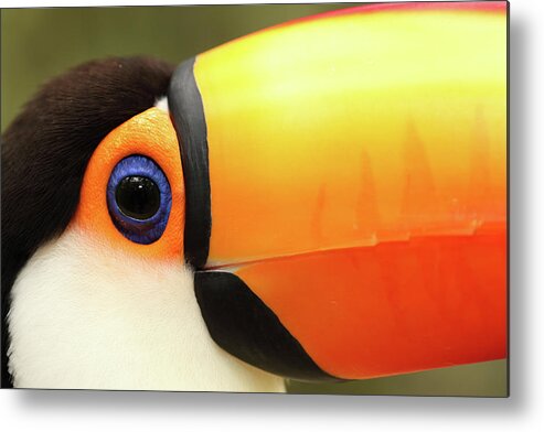 Animal Themes Metal Print featuring the photograph Toco Toucan by Jumper