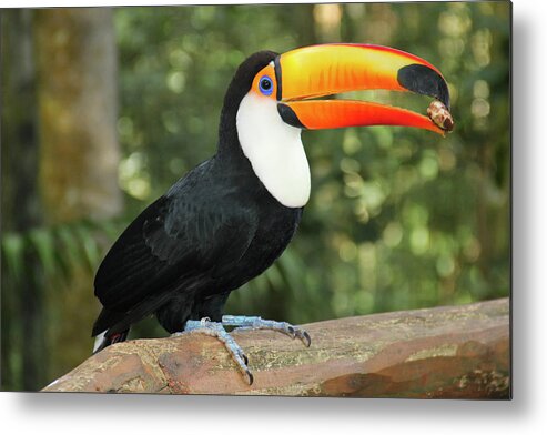 Animal Themes Metal Print featuring the photograph Toco Toucan by Ruy Barbosa Pinto