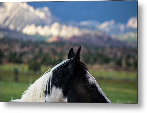 Horse Metal Print featuring the photograph Torrey Horse #2 by Jonathan Thompson