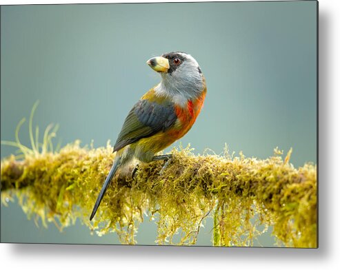 Barbet Metal Print featuring the photograph Toucan Barbet by Milan Zygmunt