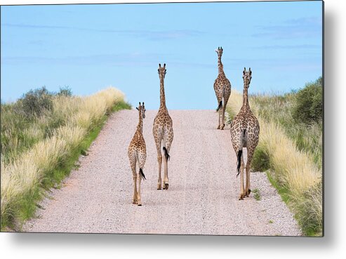 Giraffe Metal Print featuring the photograph Tower Road by Hamish Mitchell