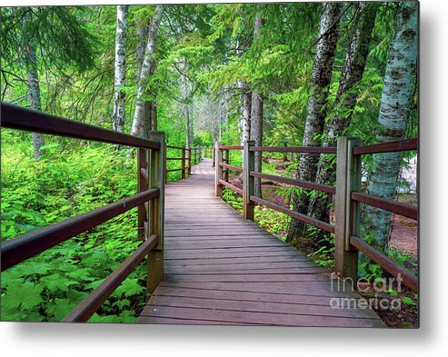  Forest Metal Print featuring the photograph Trail at Gooseberry Falls by Susan Rydberg