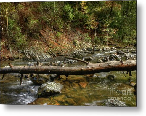Tree Metal Print featuring the photograph Tree Across The River by Mike Eingle