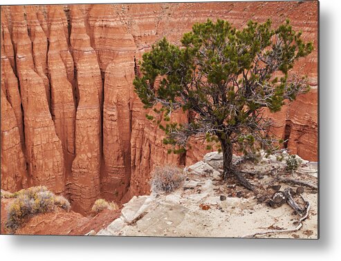 Landscape Metal Print featuring the photograph Tree At The Canyon Edge, Cathedral by DPK-Photo