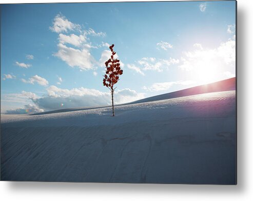 Tree Metal Print featuring the photograph Tree At White Sands National Monument Against Sky During Sunset by Cavan Images