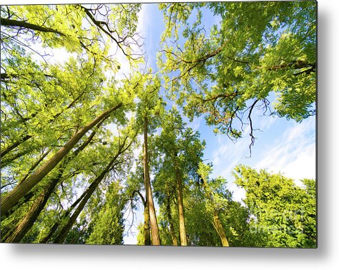 Tree Metal Print featuring the photograph Tree Canopy by Wladimir Bulgar/science Photo Library
