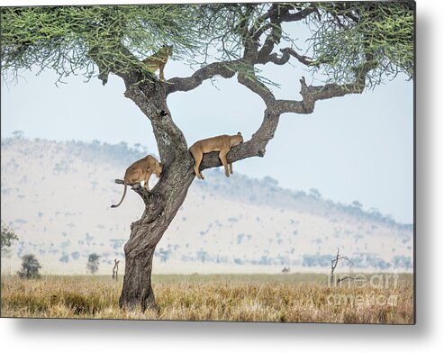 Africa Metal Print featuring the photograph Tree Climbing Lions by Timothy Hacker