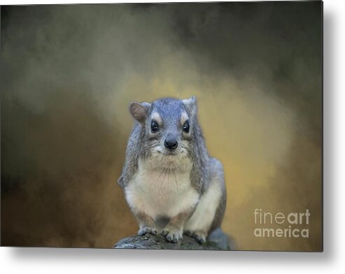 Tree Hyrax Metal Print featuring the photograph Tree Hyrax by Eva Lechner