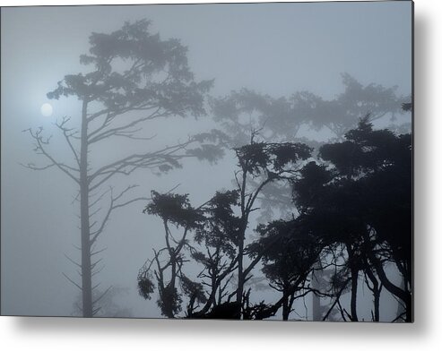  Metal Print featuring the photograph Coastal Tree Series 1 of 7 by Scenic Edge Photography