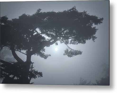  Metal Print featuring the photograph Coastal Tree Series 3 of 7 by Scenic Edge Photography