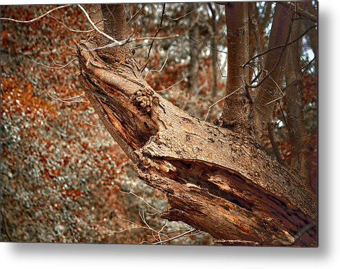 Tree Metal Print featuring the photograph Tree Shark Abstraction by Bill Swartwout
