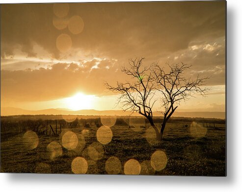 Sunset Metal Print featuring the photograph Tree Sunset by Wesley Aston