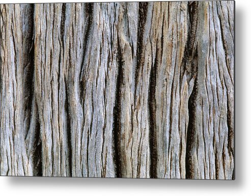 Grainy Metal Print featuring the photograph Tree Trunk Showing Grain - Full Frame by Lanz Von Horsten