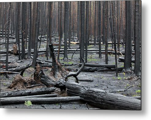 Burnt Metal Print featuring the photograph Trees After Natural Fire by Gavriel Jecan