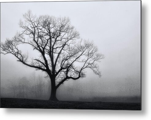 Trees Metal Print featuring the photograph Trees in Fog # 2 by Allen Beatty