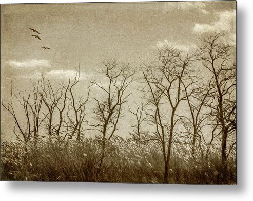 Trees Metal Print featuring the photograph Treescape In Sepia by Cathy Kovarik