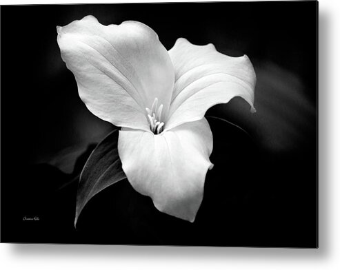 Black And White Metal Print featuring the photograph Trillium Flower Black and White by Christina Rollo