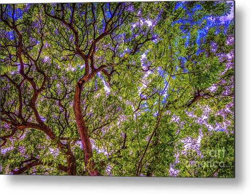 Tropical Metal Print featuring the photograph Tropical Tree Tops by D Davila