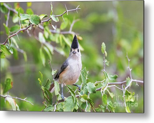 Beak Metal Print featuring the photograph Tufted Titmouse by Dr P. Marazzi/science Photo Library