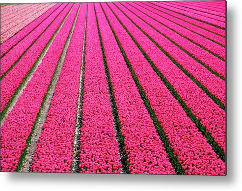 Tulip Field Hot Pink Metal Print featuring the photograph Tulip Field Hot Pink by Cora Niele