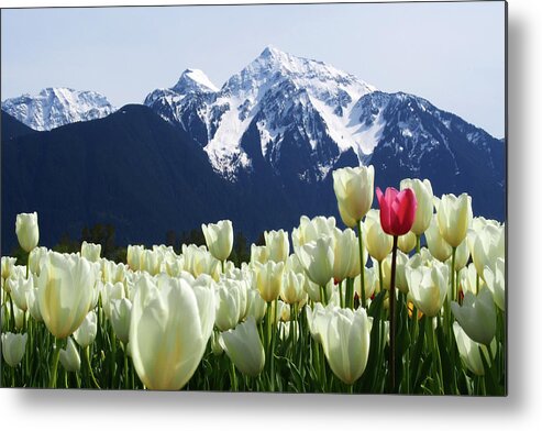 Scenics Metal Print featuring the photograph Tulips by Annhfhung