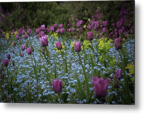 Tulips Metal Print featuring the photograph Tulips at Great Dixter Gardens by Perry Rodriguez