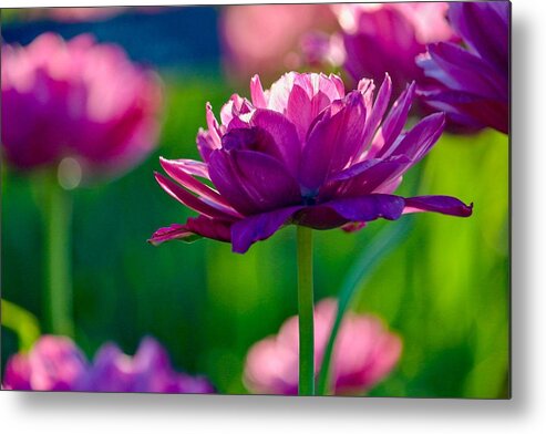 Flower Metal Print featuring the photograph Tulips in Bloom by Susan Rydberg