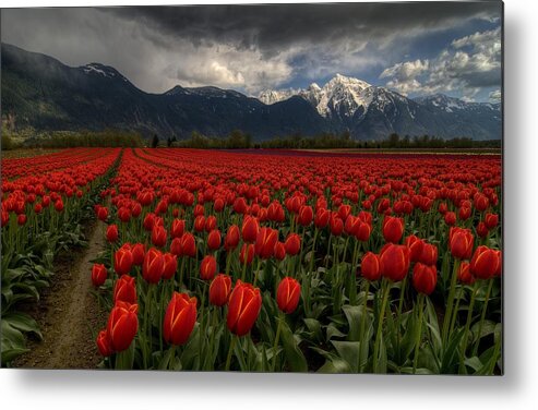 Landscape Metal Print featuring the photograph Tulips In Great Vancouver Bc Canada by Fred Zhang