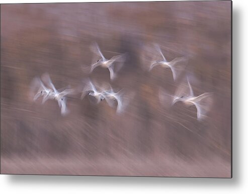 Action Metal Print featuring the photograph Tundra Swans In Action by Larry Deng