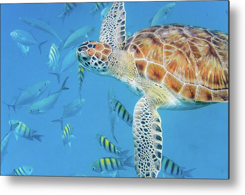 Turtle Metal Print featuring the photograph Turtle and fish by Mark Hunter