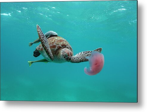 Underwater Metal Print featuring the photograph Turtle Eating Jellyfish by Alastair Pollock Photography