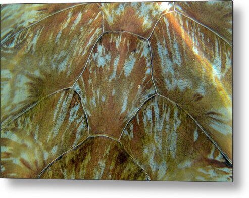 Turtle Metal Print featuring the photograph Turtle shell detail by Mark Hunter