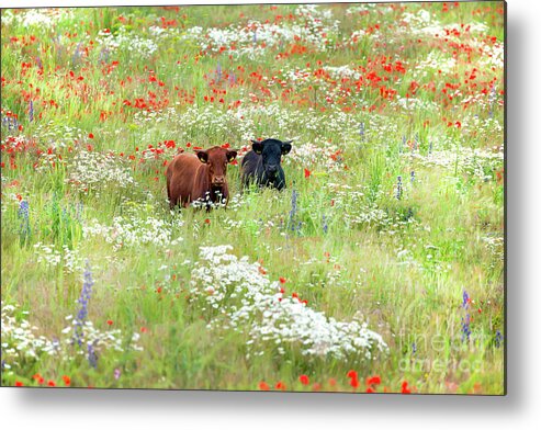 Cows Metal Print featuring the photograph Two Norfolk cows in wild flower meadow by Simon Bratt