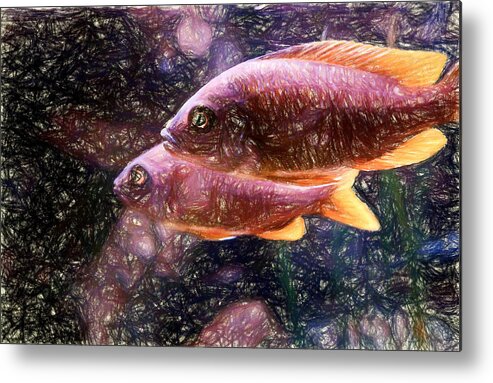 African Cichlid Metal Print featuring the digital art Two female Red Fin Borleyi by Don Northup