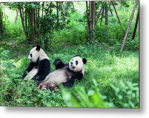 Panda Metal Print featuring the photograph Two Great Pandas - Chengdu, Sichuan by Fototrav