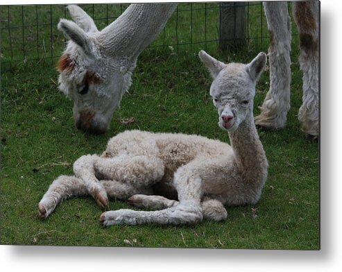 Alpaca Farm Cria Baby Alpacas New Born Foul Grass Ranch Birth Born White Alpaca Brown Alpaca Baby Metal Print featuring the photograph Two hours old by David Matthews