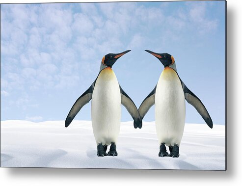 Animal Themes Metal Print featuring the photograph Two Penguins Holding Hands by Fuse