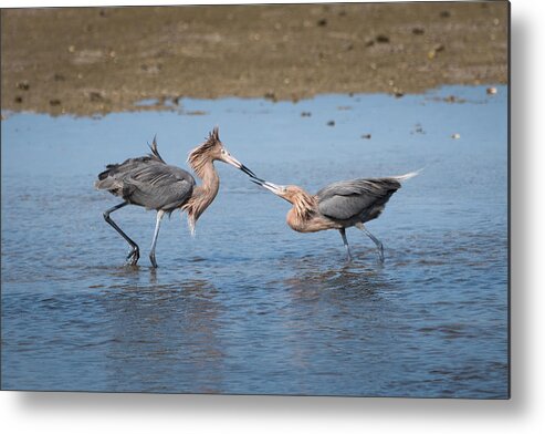 Reddish Egrets Metal Print featuring the photograph Two Reddish Egrets by Ed Esposito