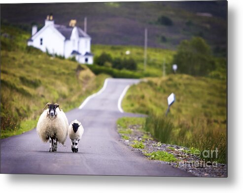 Country Metal Print featuring the photograph Two Sheep Walking On Street In Scotland by Otmarw