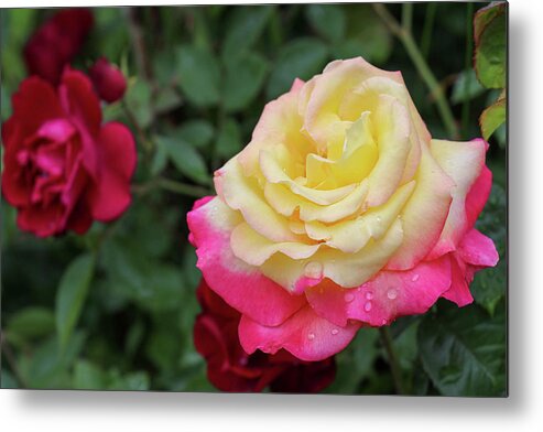 Rose Metal Print featuring the photograph Two Tone Beauty by Mary Anne Delgado