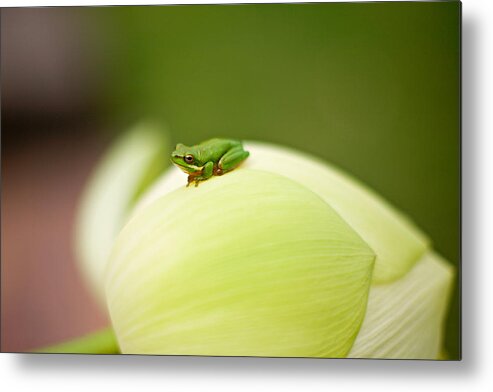Frog Metal Print featuring the photograph Uh Oh, They've Spotted Me! by Mel Brackstone