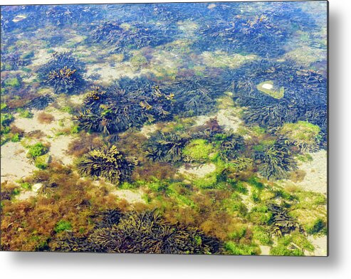 Seaweed Metal Print featuring the photograph Under The Sea by Tanya C Smith