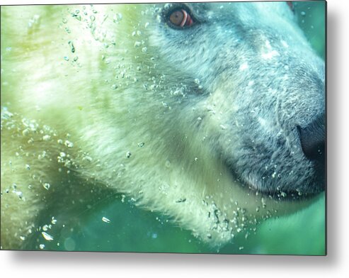 Polar Bear Metal Print featuring the photograph Under Water Polar Bear by Michelle Wittensoldner