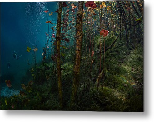 Underwater Metal Print featuring the photograph Underwater Graden by Jennifer Lu