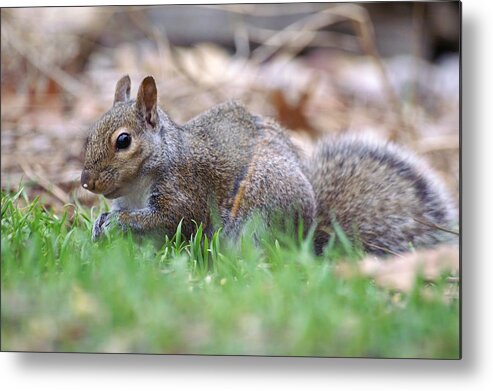 Fox Squirrel Metal Print featuring the photograph Unique Striped Squirrel by Don Northup