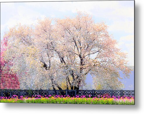 Untermyer Garden Metal Print featuring the photograph Untermyer Cherry Trees by Jessica Jenney