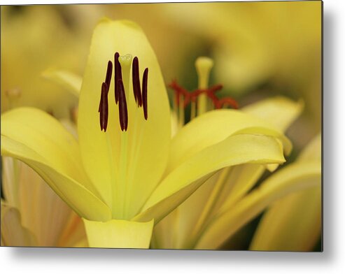 Day Lily Metal Print featuring the photograph Upstanding Elegance by Mary Anne Delgado