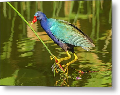 Agua Metal Print featuring the photograph USA, Florida, Wakodahatchee Wetlands by Jaynes Gallery