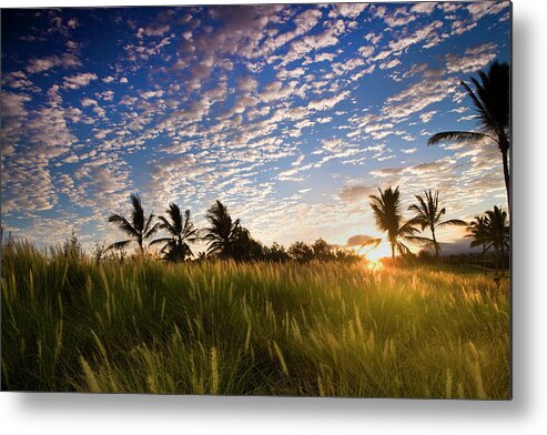 Scenics Metal Print featuring the photograph Usa, Hawaii, Kona, Sunrise Over Palm by Don Smith